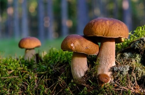 Exploring Varieties of Shrooms