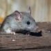 5 Simple Strategies to Keep Fall Pests Away