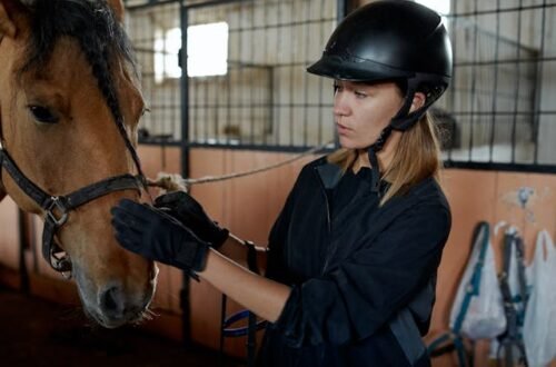 The Significance of Bridles in Horse Riding