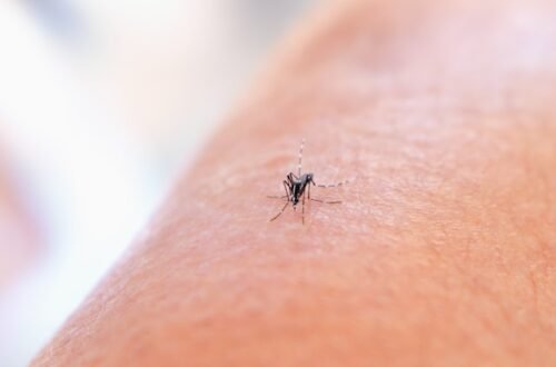 Best Mosquito and Tick Control Options for Summer