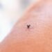 Best Mosquito and Tick Control Options for Summer